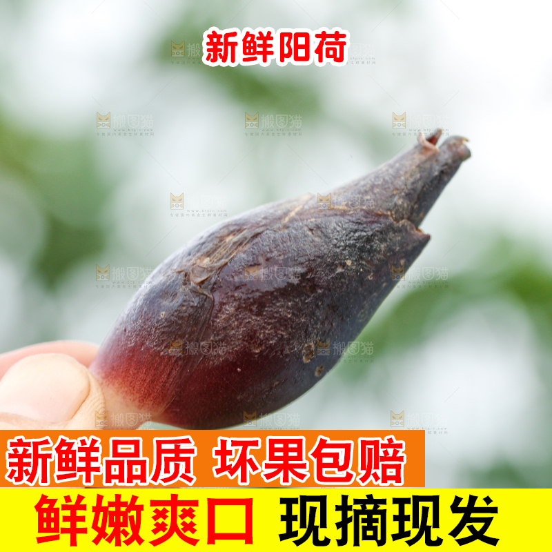 手里拿着新鲜阳荷姜