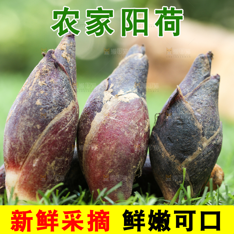 绿草地上摆放着阳荷