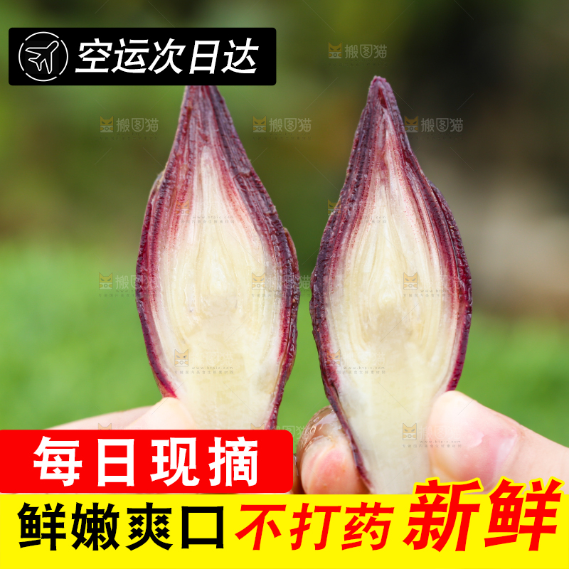 手里拿着新鲜阳荷姜