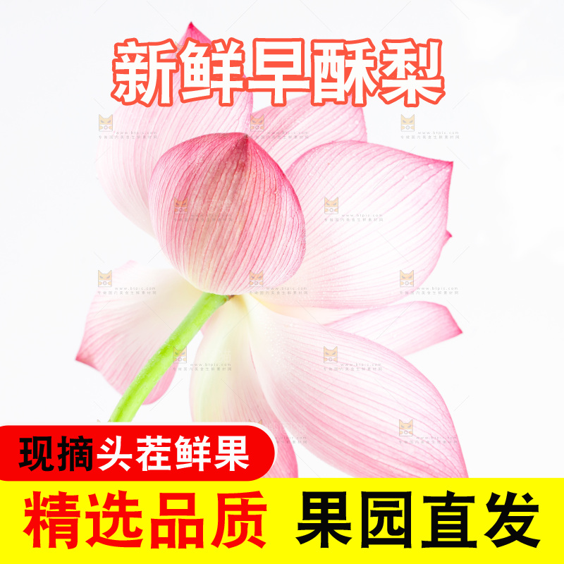 白底上摆放着莲花