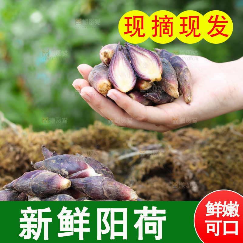 手心里放着阳荷