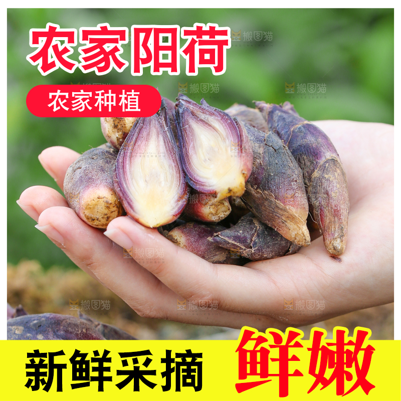 手心里放着阳荷