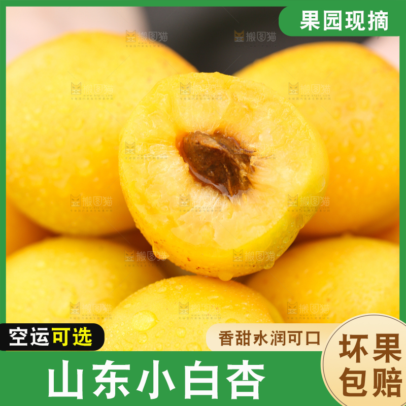 手里捧着山东小白杏