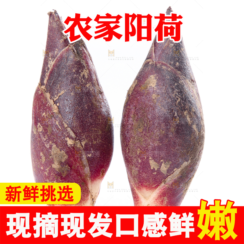 白底上摆放着阳荷姜