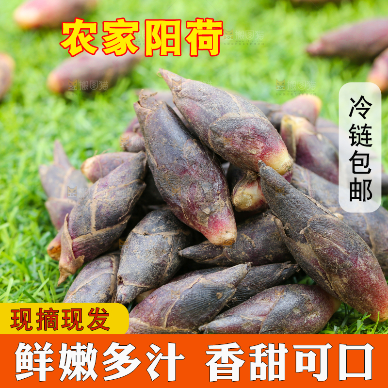 绿草地上摆放着阳荷