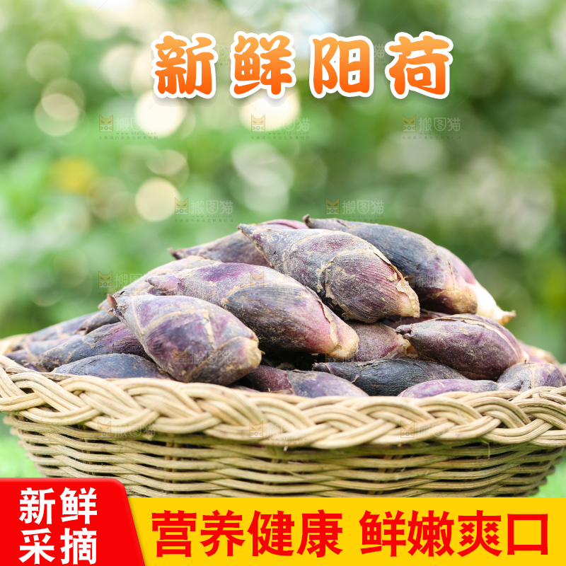 篮子里装着阳荷