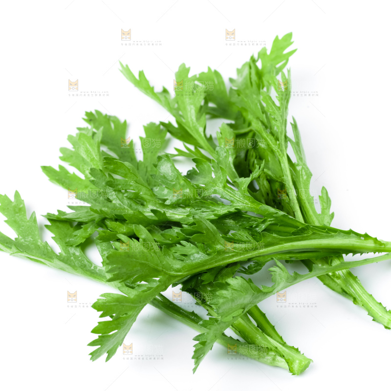 白底上的蓬蒿菜