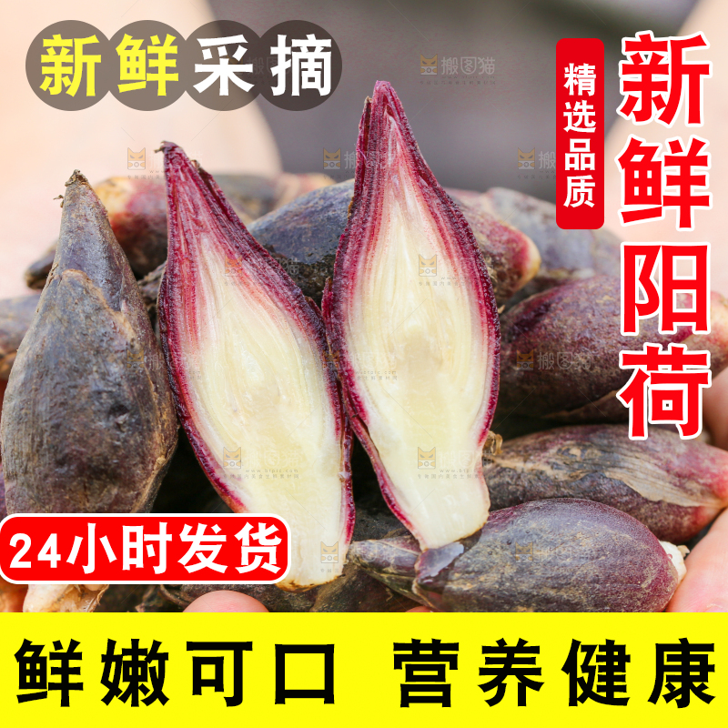 手里捧着阳荷姜