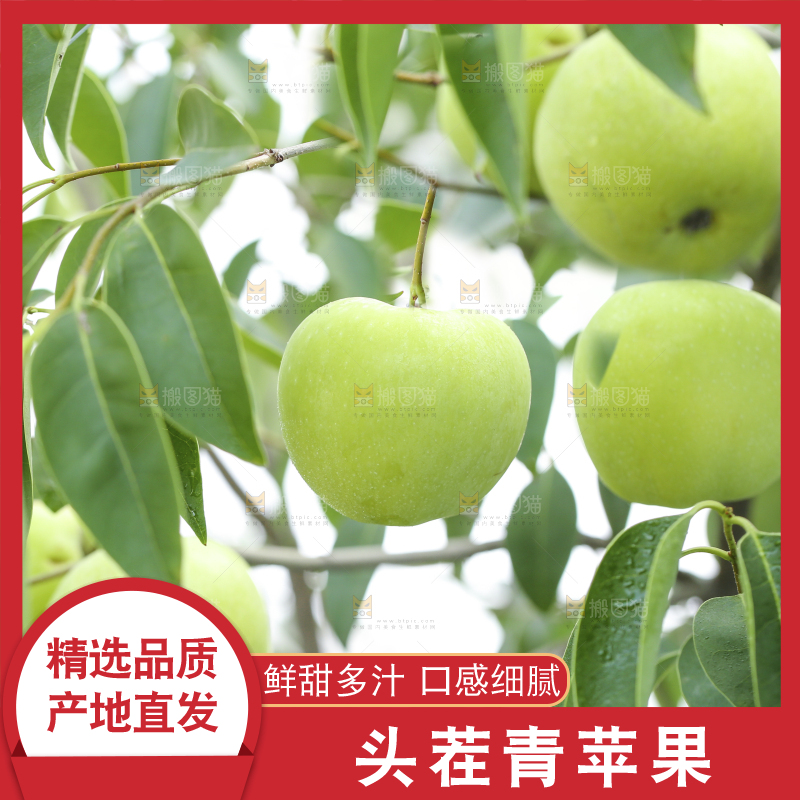 树枝上的青苹果