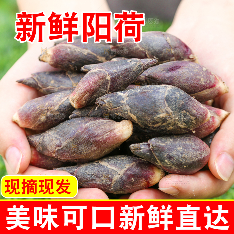 手里捧着阳荷姜