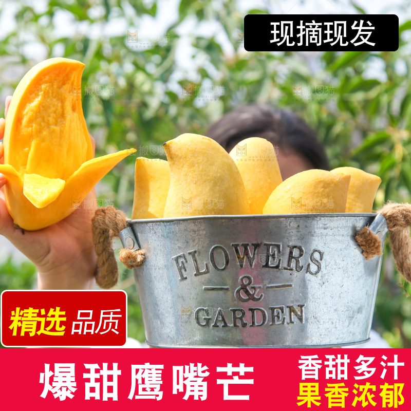手里提着一小桶缅甸鹰嘴芒