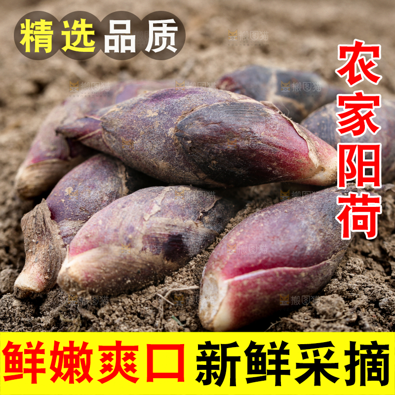 土堆上的阳荷姜