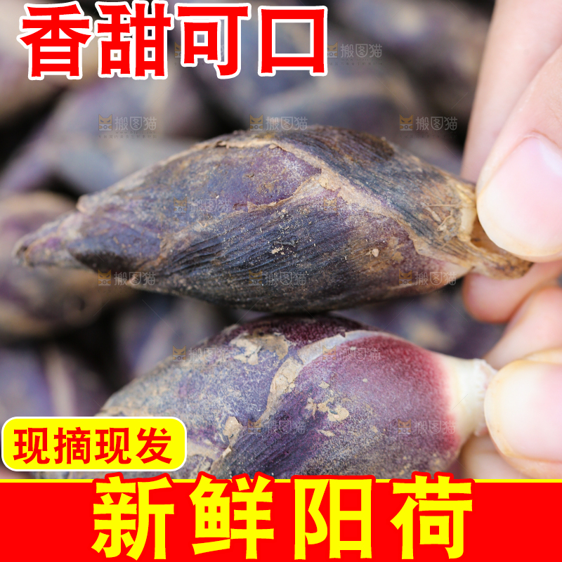 手里拿着野生阳荷姜