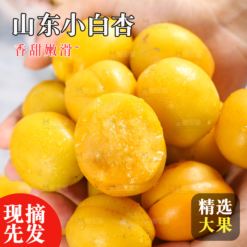 手里捧着山东小白杏