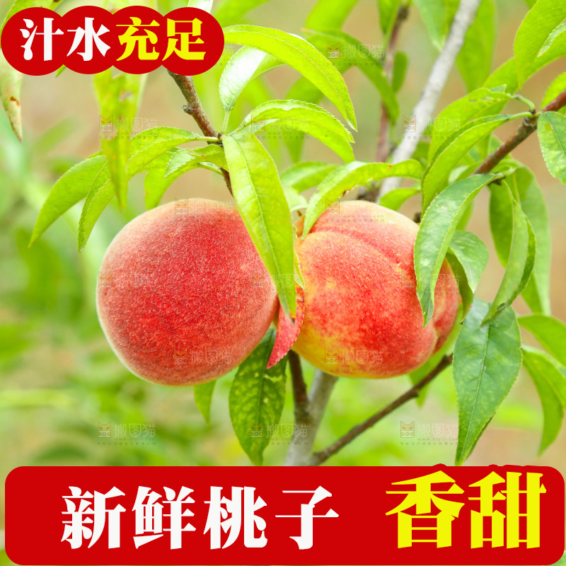 桃树上的胭脂红桃子