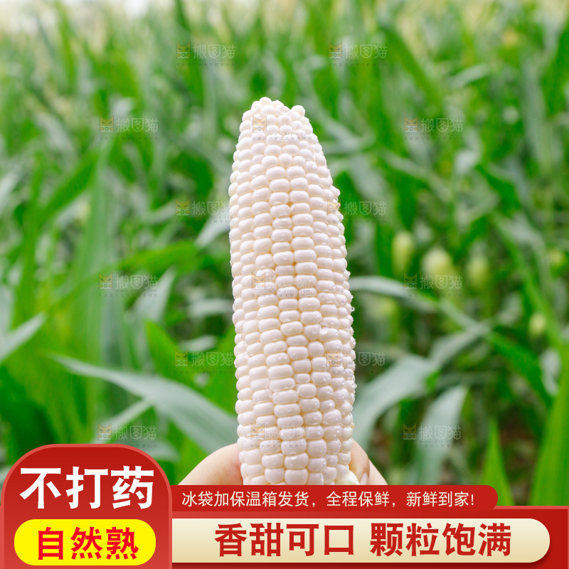 手里拿着甜玉米