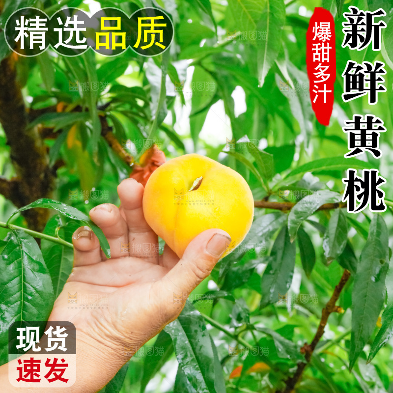 农民正在采摘黄桃