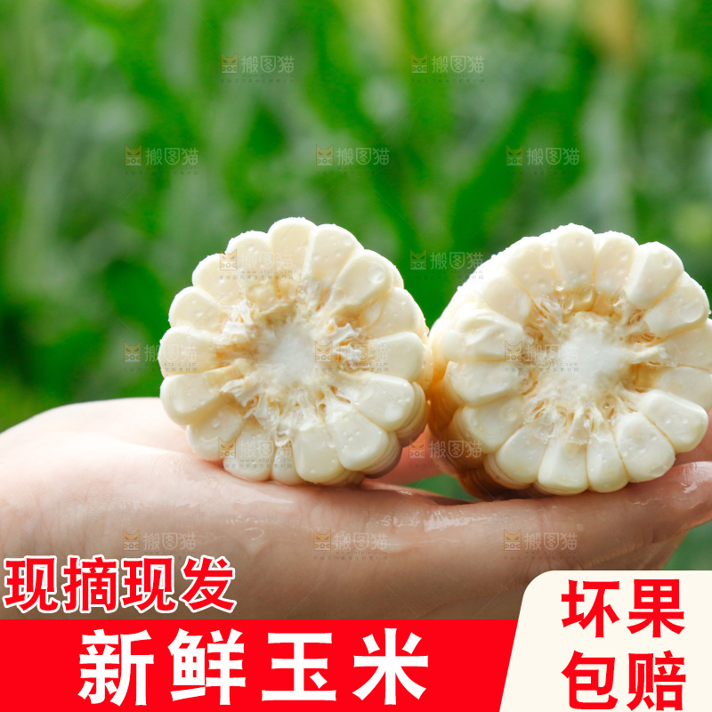 手里拿着甜玉米