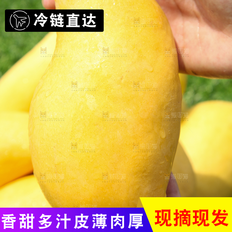 手里拿着芒果