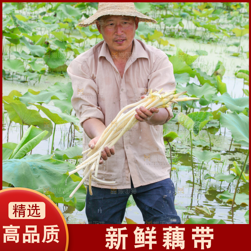 手里拿着刚采摘的藕尖