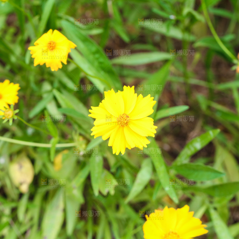 绿植上盛开的小黄花
