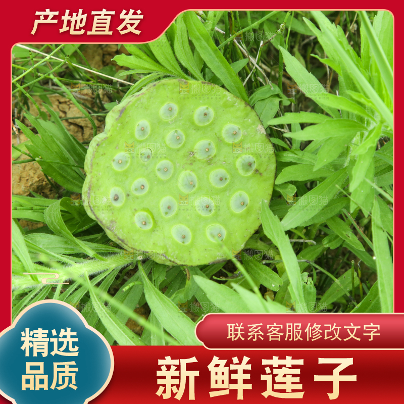 草地上摆放着莲蓬