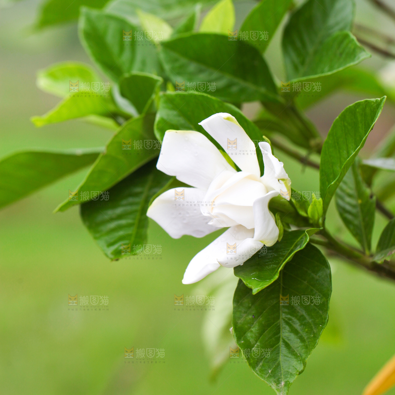 树枝上盛开的栀子花