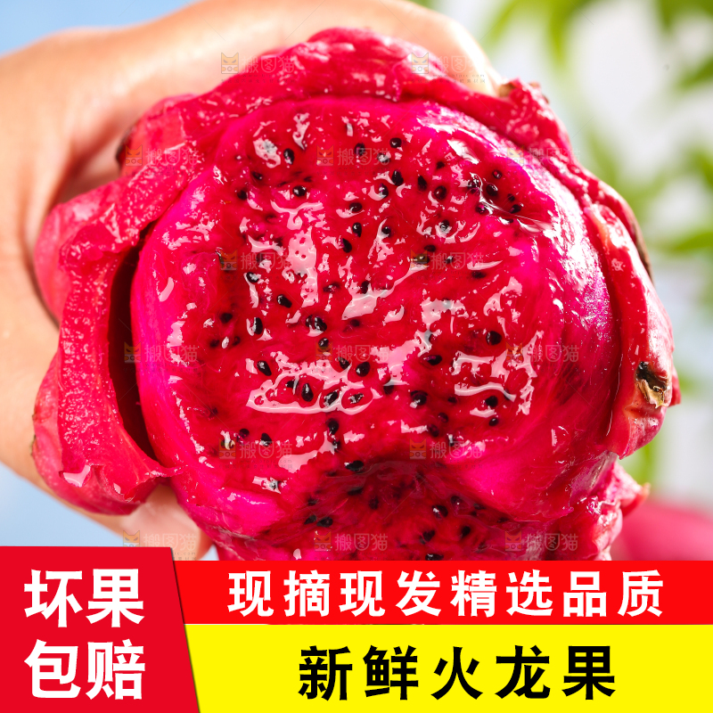 手里拿着红心火龙果