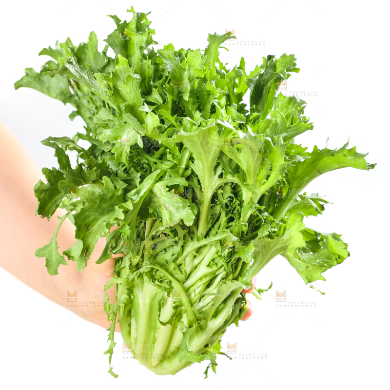 手里拿着苦菊