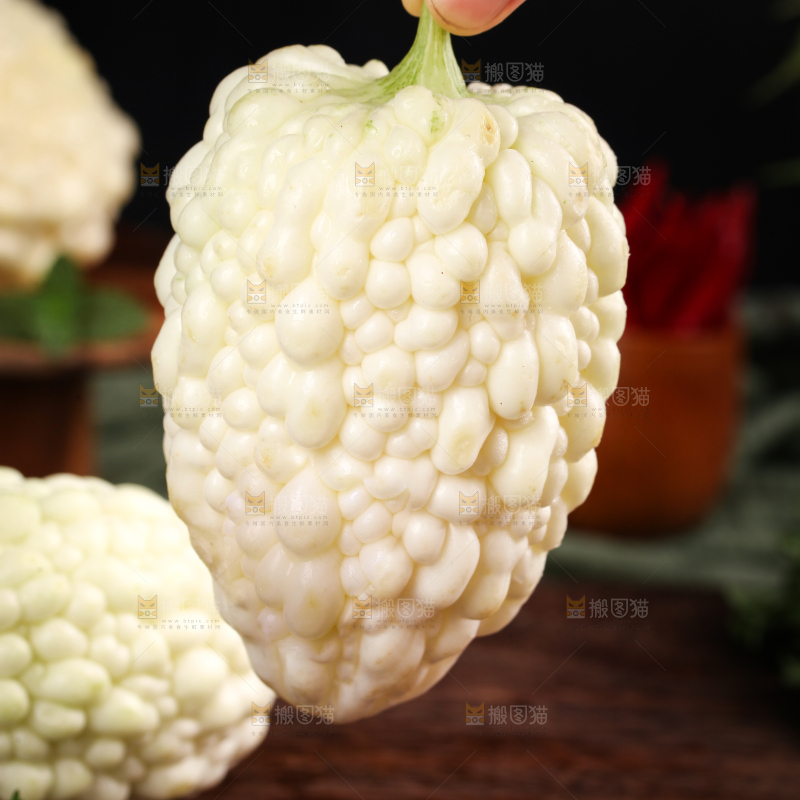 手里拿着白玉苦瓜