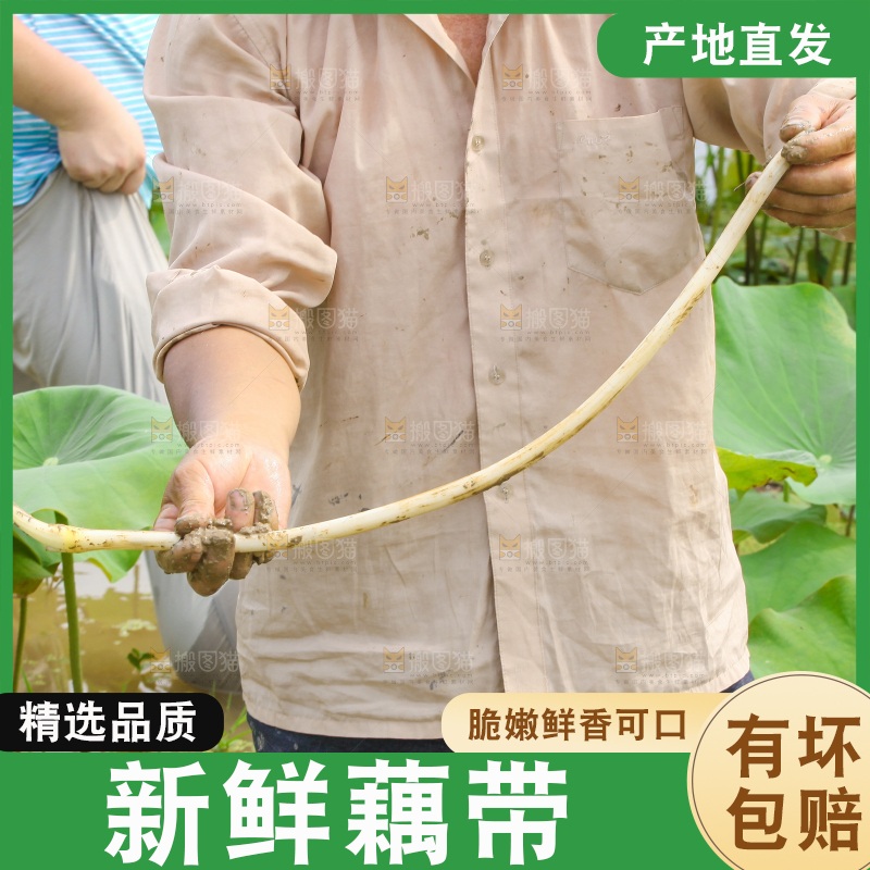 手里拿着新鲜藕带