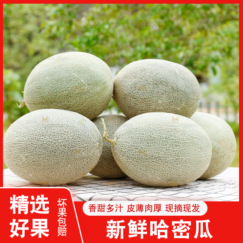 桌子上放着网纹瓜