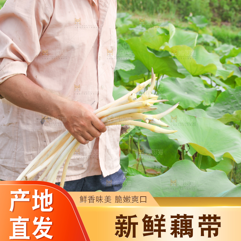 手里拿着新鲜采摘的藕尖