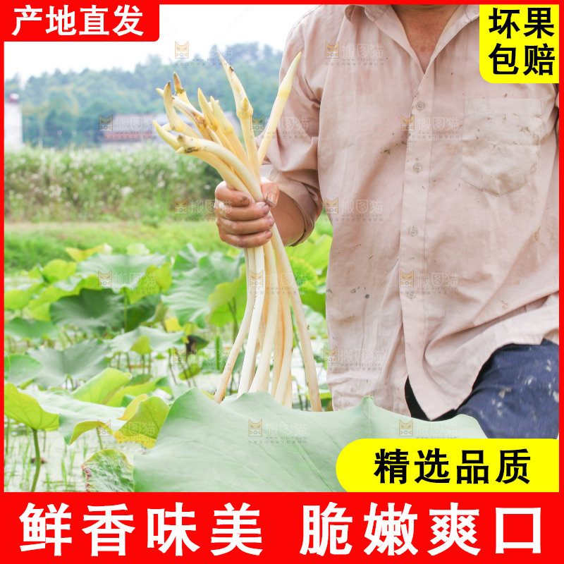 手里拿着新鲜采摘的藕尖