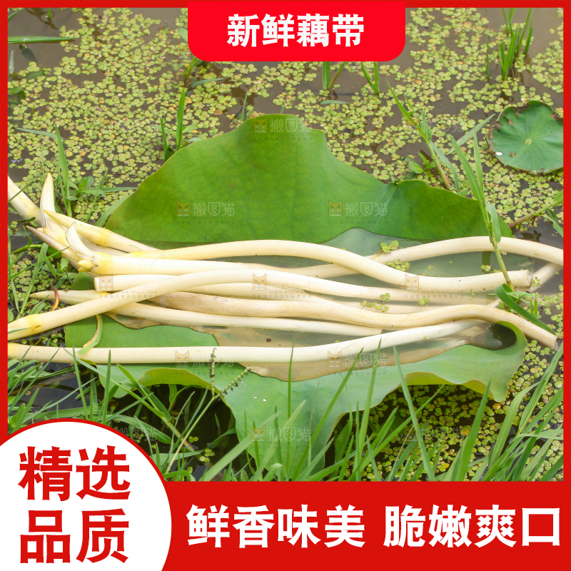 荷叶上放着藕带