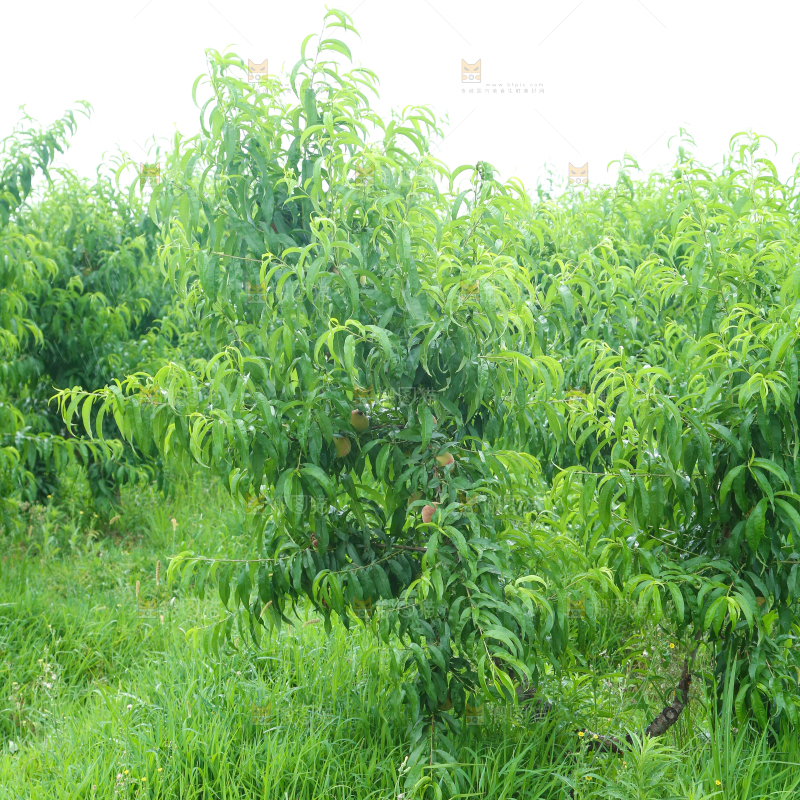 果园里的桃子树