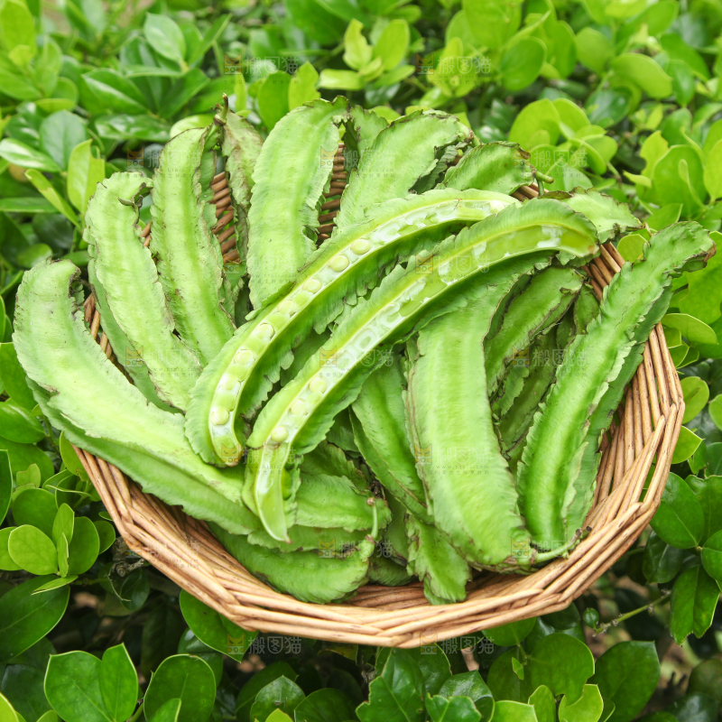 篮子里装着四角豆