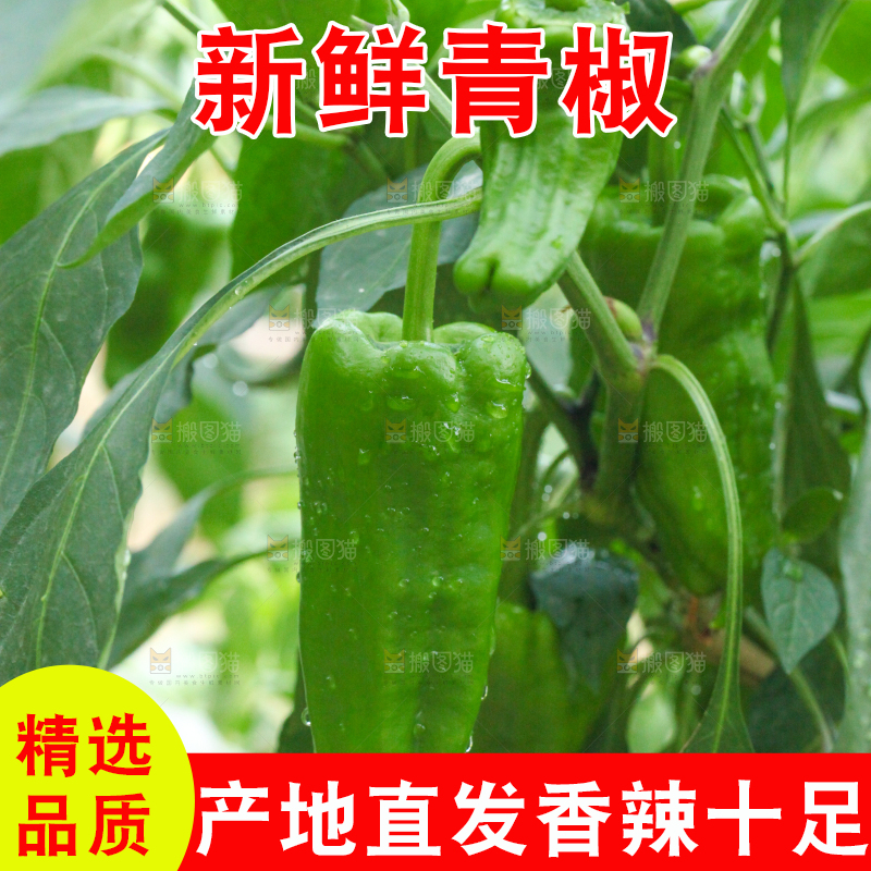 辣椒树上结的青椒