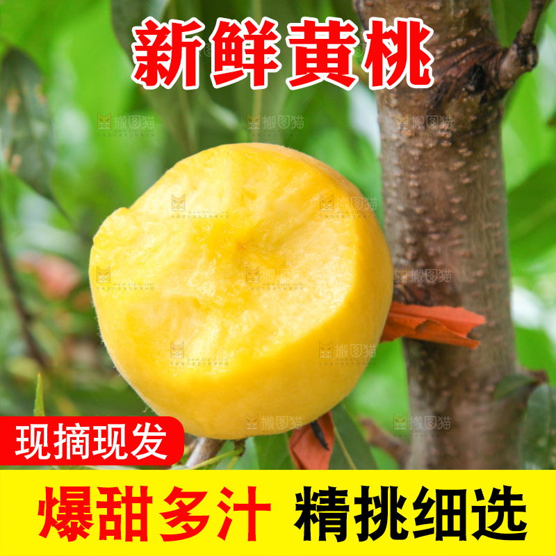 桃树上的新鲜黄桃