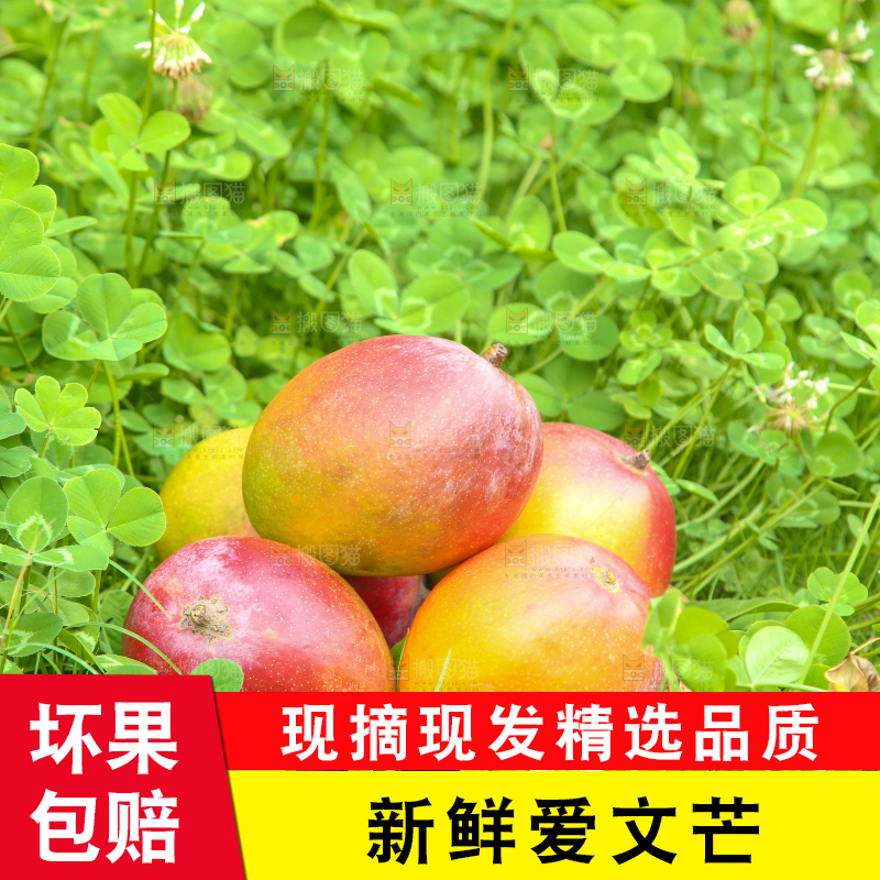 草地上摆放着一篮爱文芒