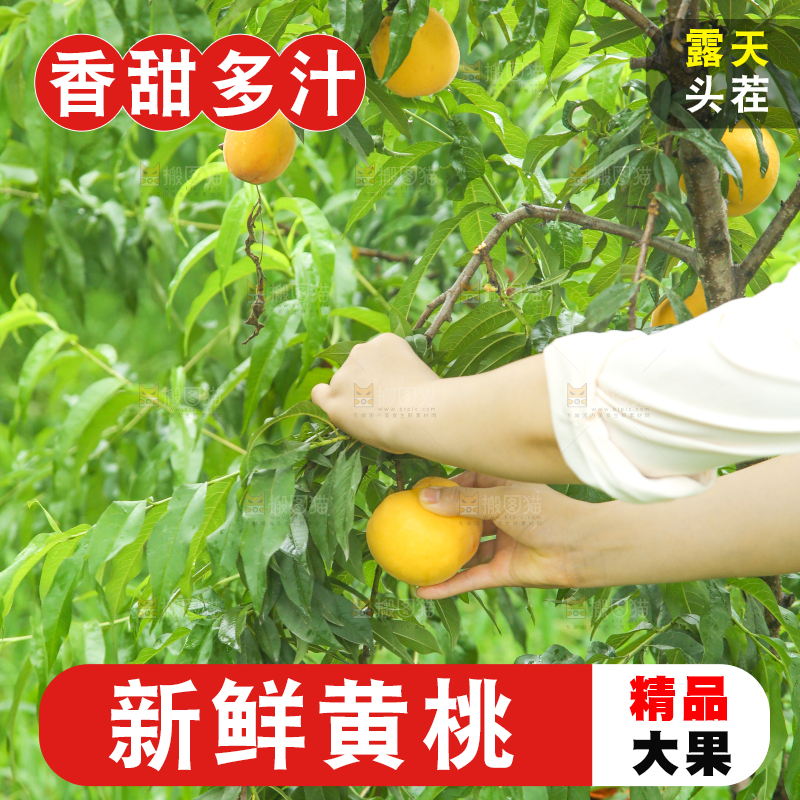 正在采摘黄桃