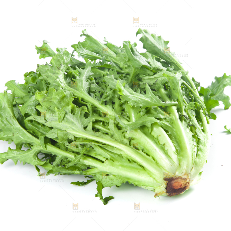 白底上摆放着苦菊