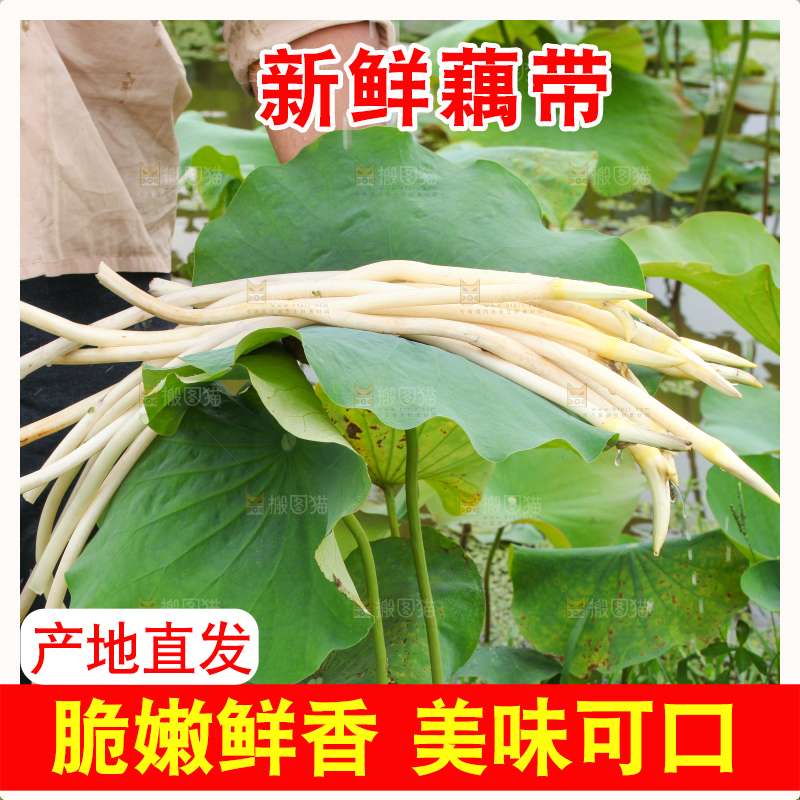 手里拿着藕尖