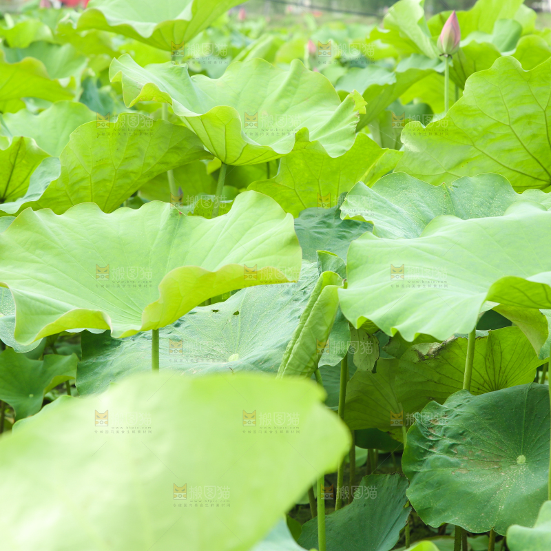 池塘里的荷叶