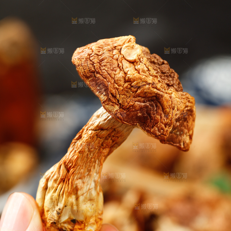 手里拿着姬松茸