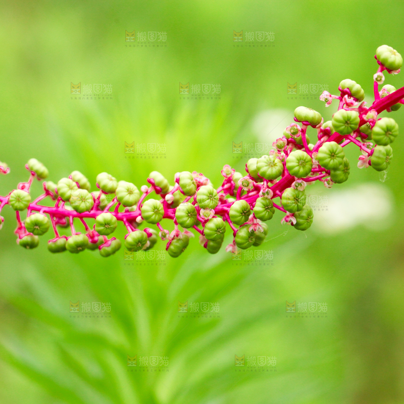 一片绿色植物