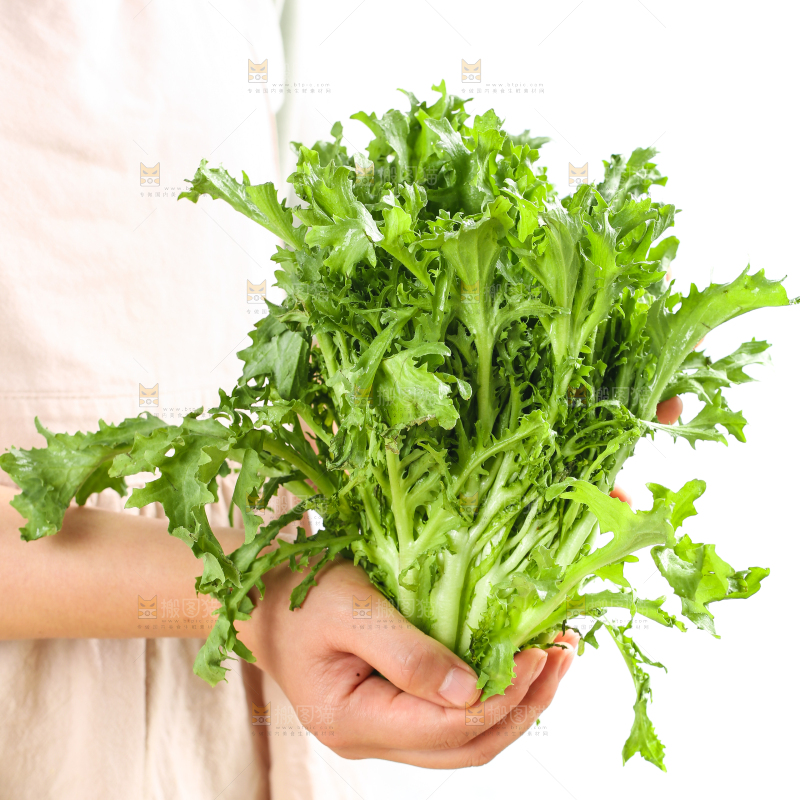 手里拿着苦菊