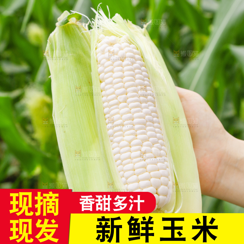 手里拿着白玉米