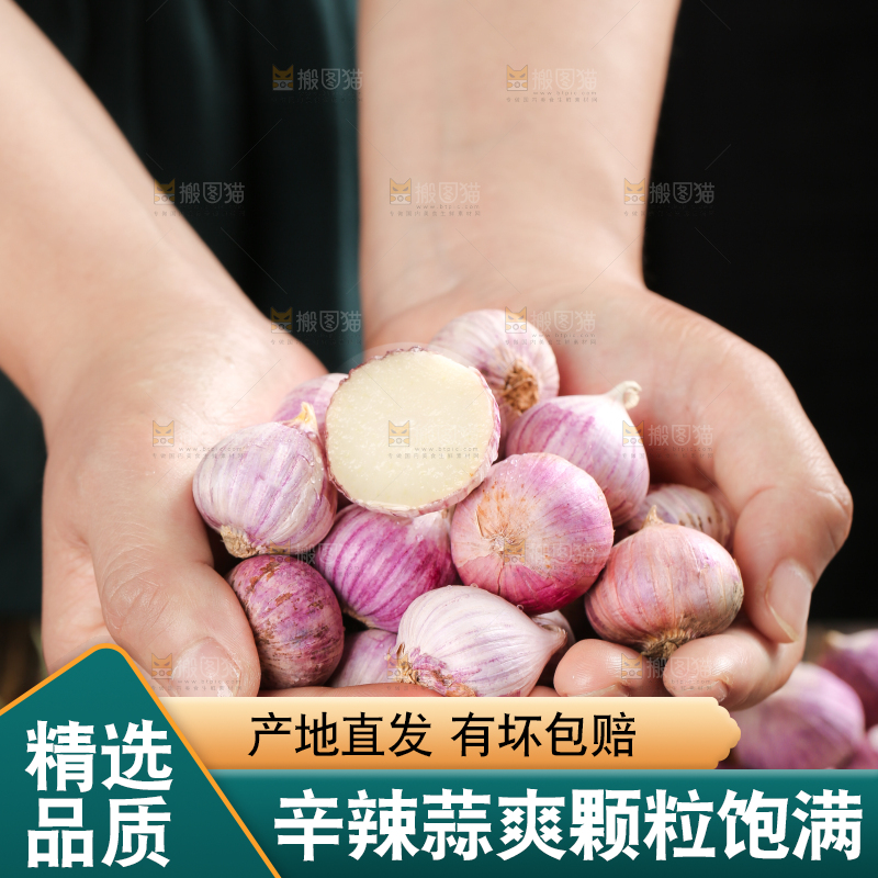 手里捧着云南紫皮独头蒜