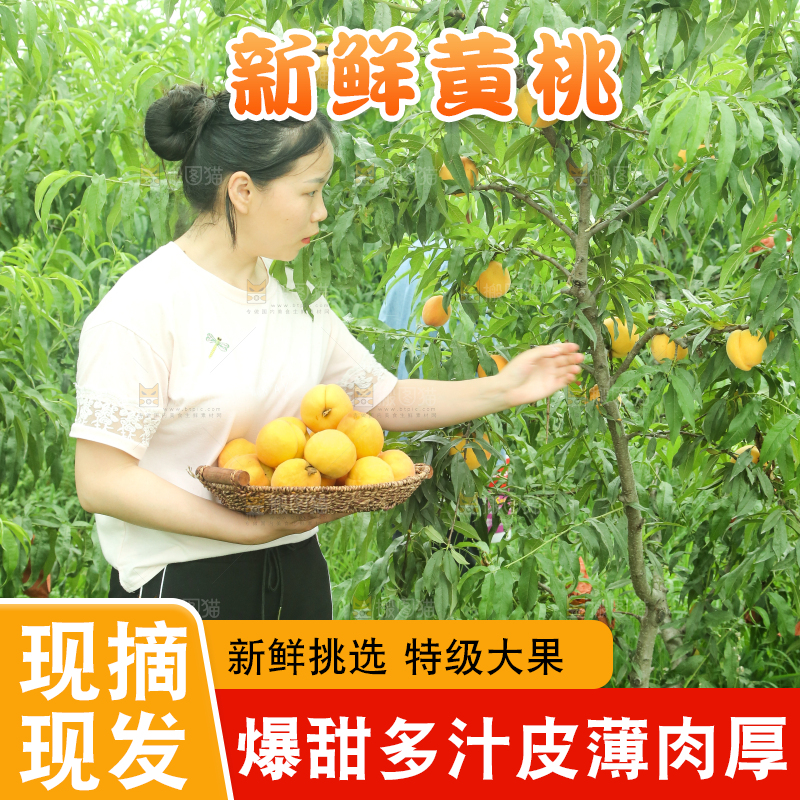 女孩正在采摘黄桃
